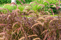 Fountain Grass rubrum compacta (Pennisetum macrostachyum)