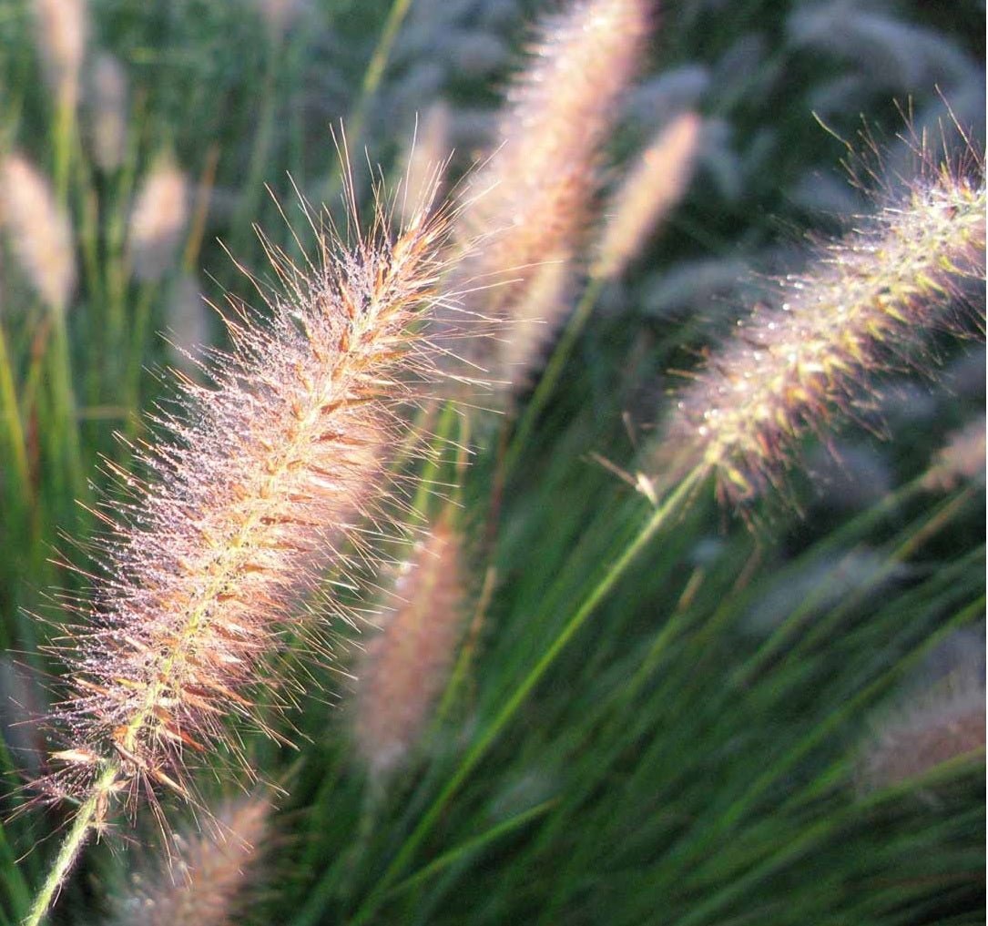 Fountain Grass Ruby Magic (Pennisetum) - Ladybird Nursery