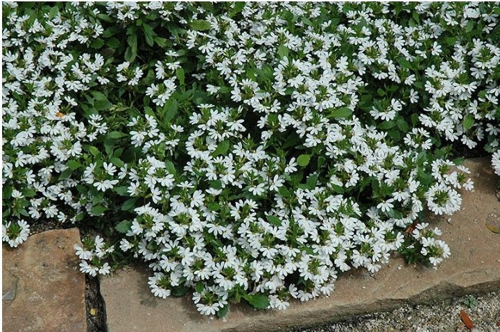 Fan Flower Bondi™ White (Scaevola) - Ladybird Nursery