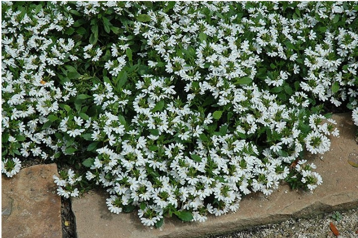 Fan Flower Bondi™ White (Scaevola)