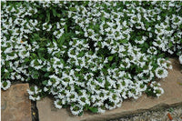 Fan Flower Bondi™ White (Scaevola)