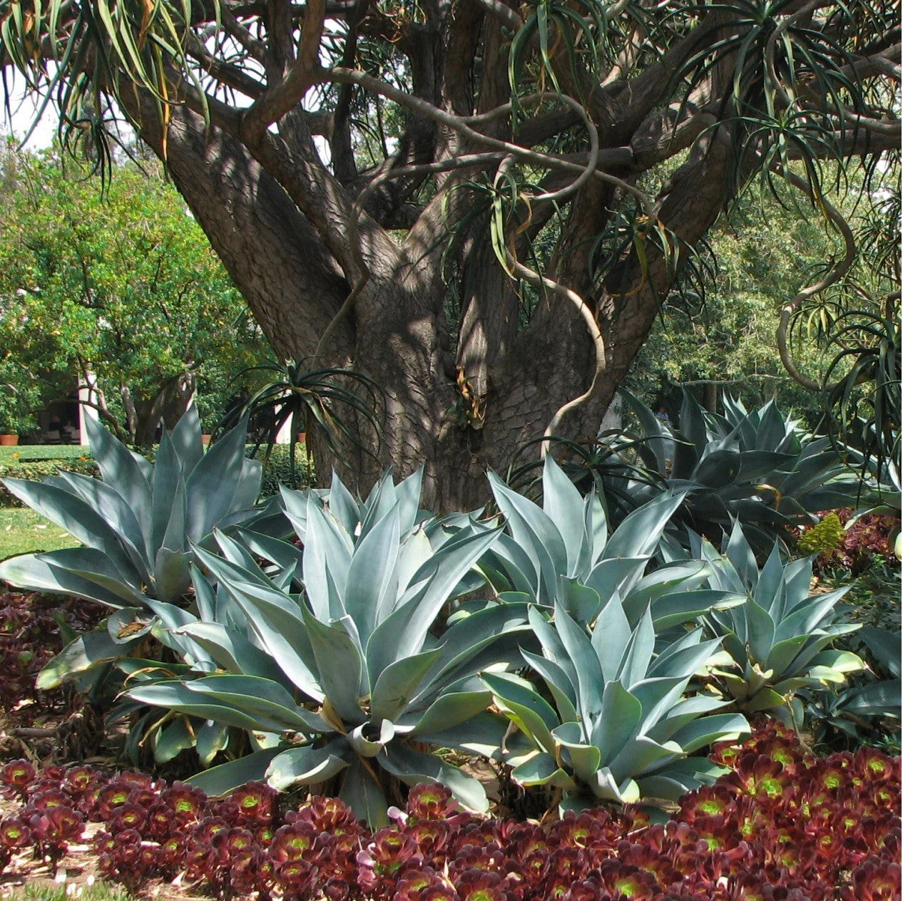 Fox Tail Agave Boutins Blue (Agave attenuata)