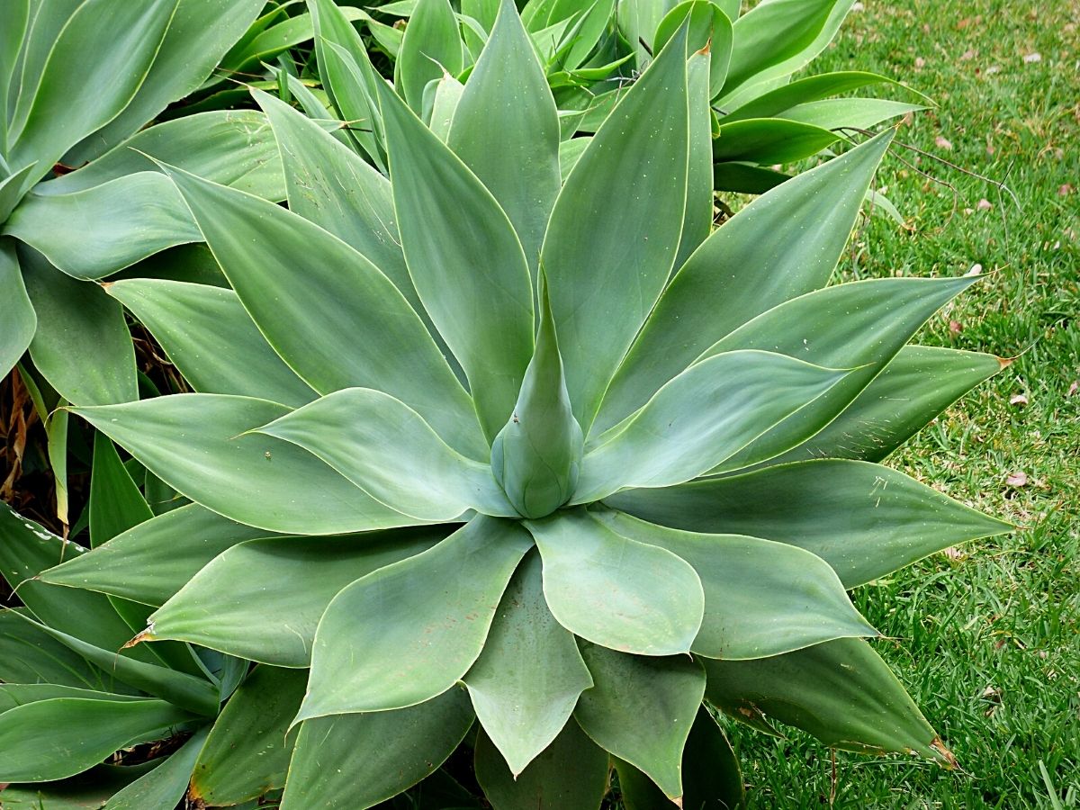 Fox Tail Agave Foxtail (Agave attenuata)