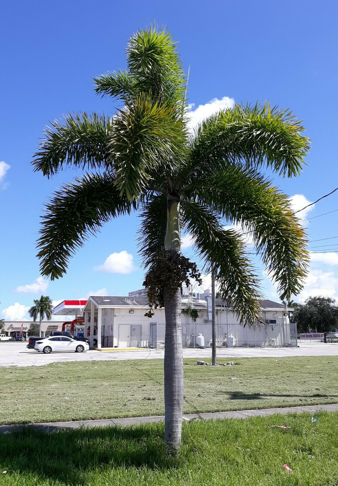 Foxtail Palm (Wodyetia bifurcata) PICK UP ONLY