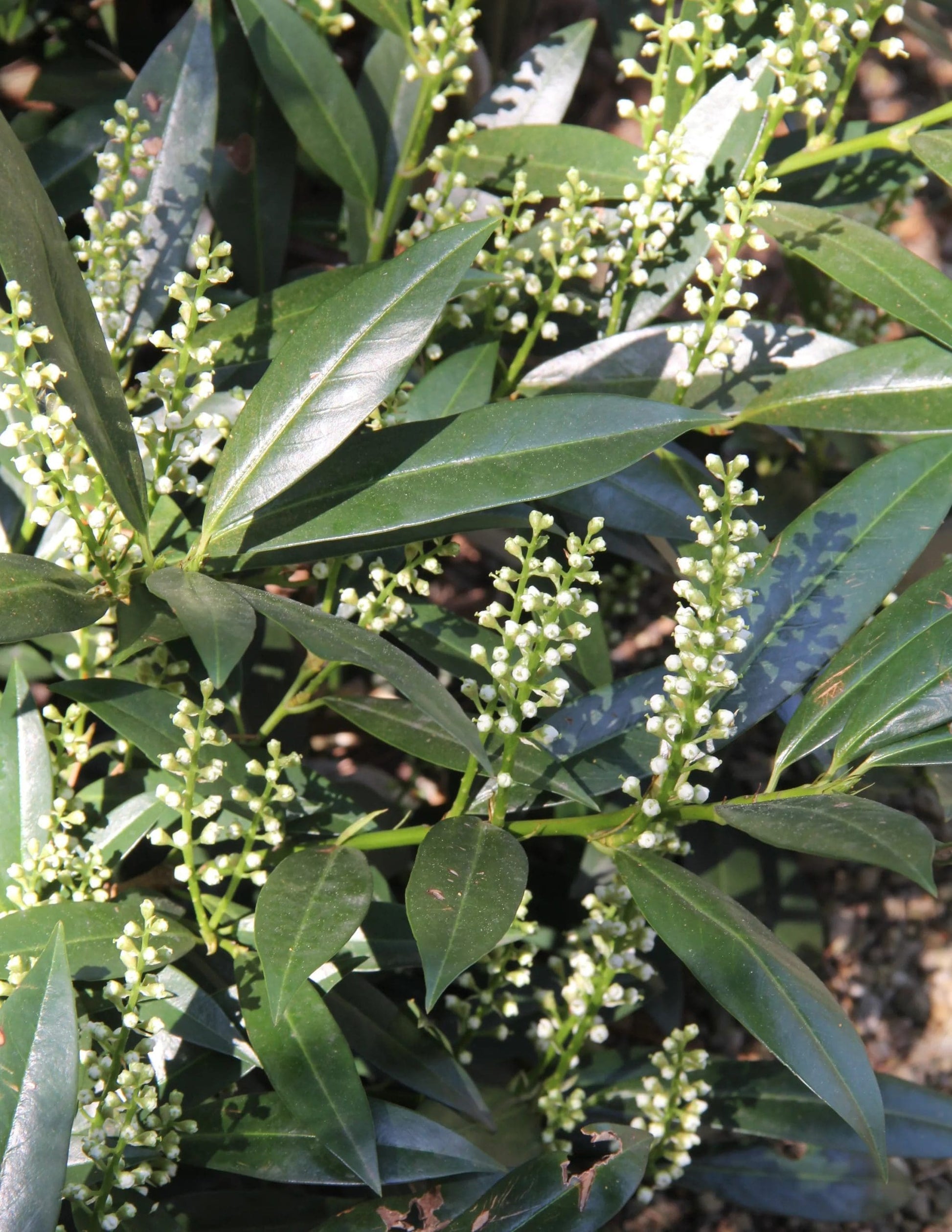 Fragrant Sweet Box (Sarcococca ruscifolia)