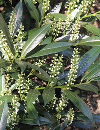 Fragrant Sweet Box (Sarcococca ruscifolia)