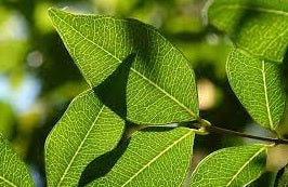 Francis Water Gum (Syzygium francisii)