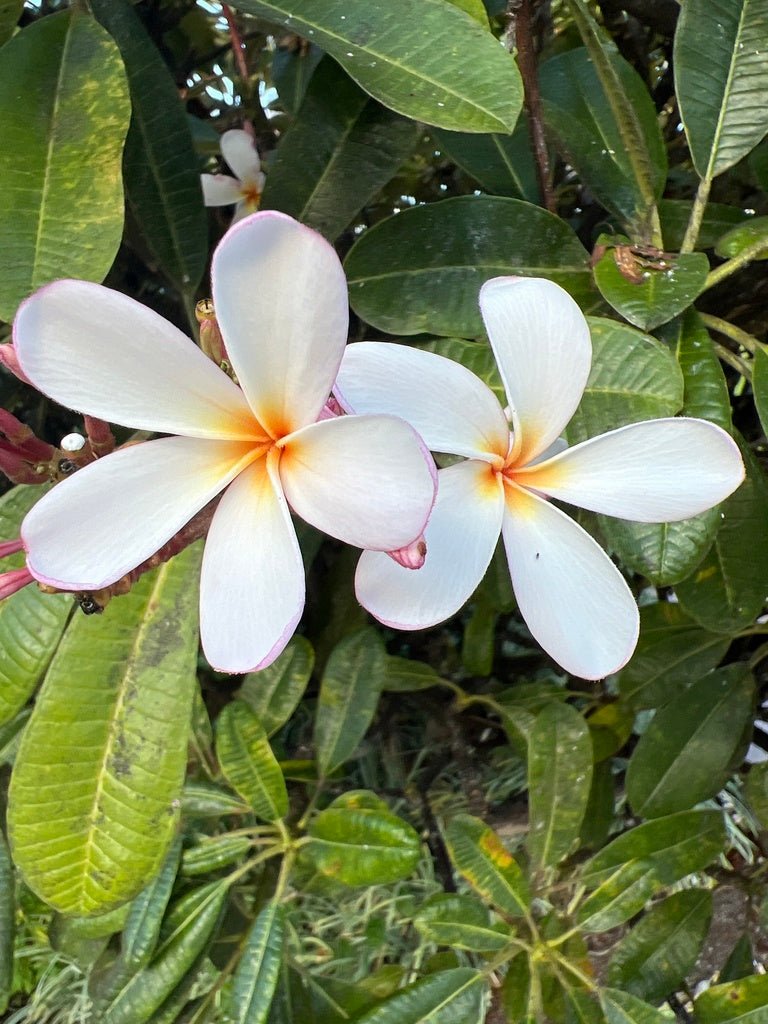 Frangipani (Plumeria obtusa) - Ladybird Nursery