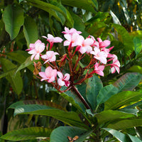 Frangipani (Plumeria rubra)