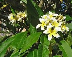 Frangipani Acutifolia (Plumeria rubra) - Ladybird Nursery