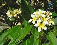Frangipani Acutifolia (Plumeria rubra)