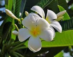 Frangipani acutifolia White (Plumeria rubra)