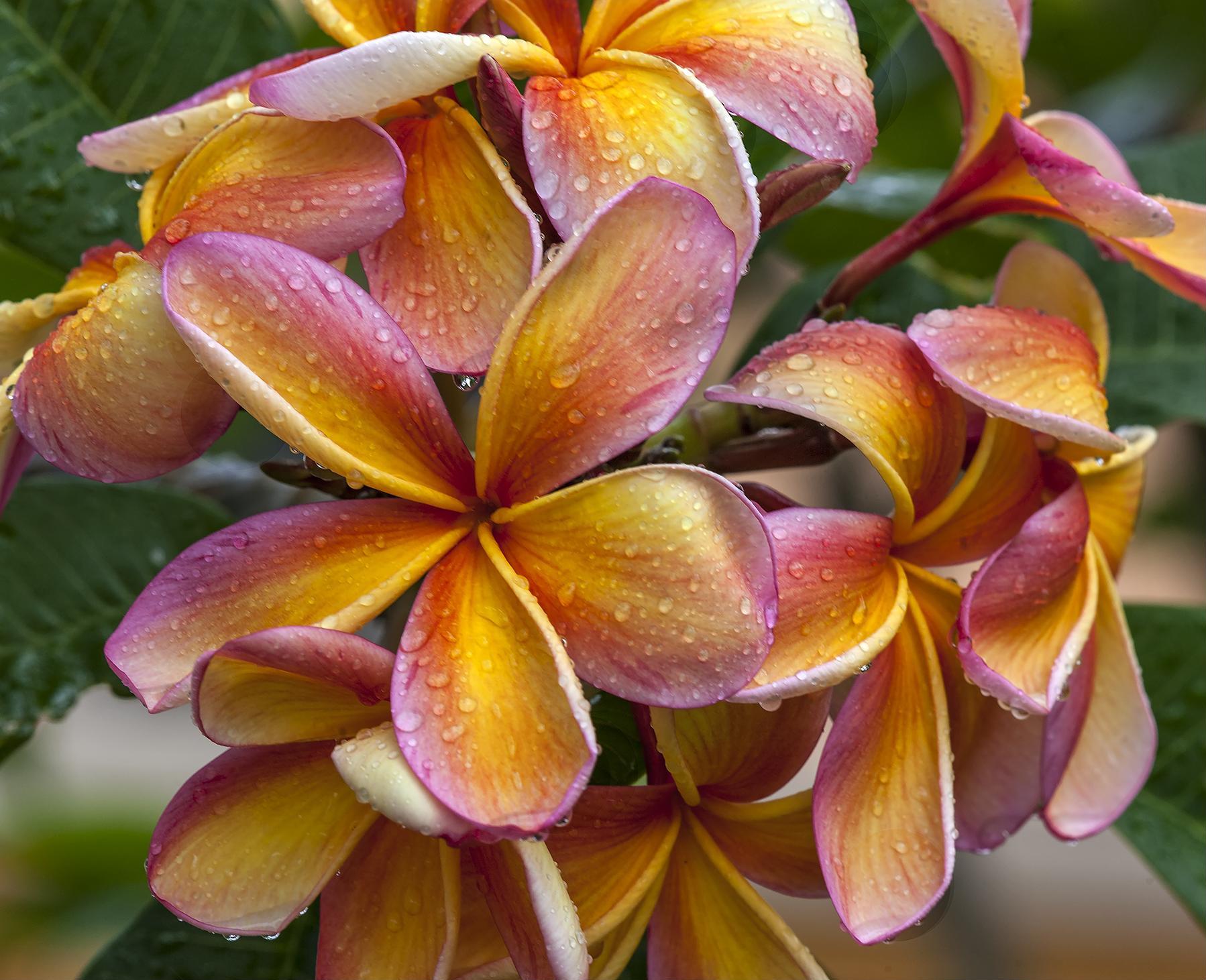 Frangipani Apricot (Plumeria rubra)