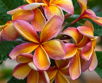 Frangipani Apricot (Plumeria rubra)