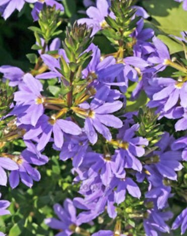 Fan Flower Fairy Blue (Scaevola aemula) - Ladybird Nursery