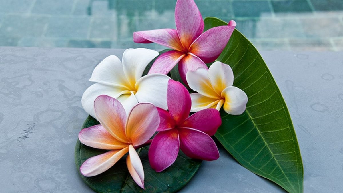 Frangipani Assorted (Plumeria spp.) - Ladybird Nursery