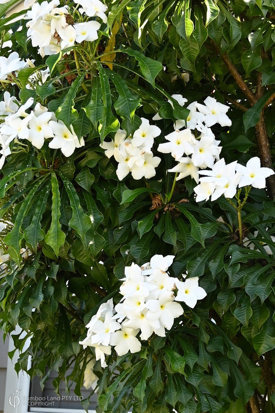 Frangipani Evergreen (Plumeria pudica) - Ladybird Nursery