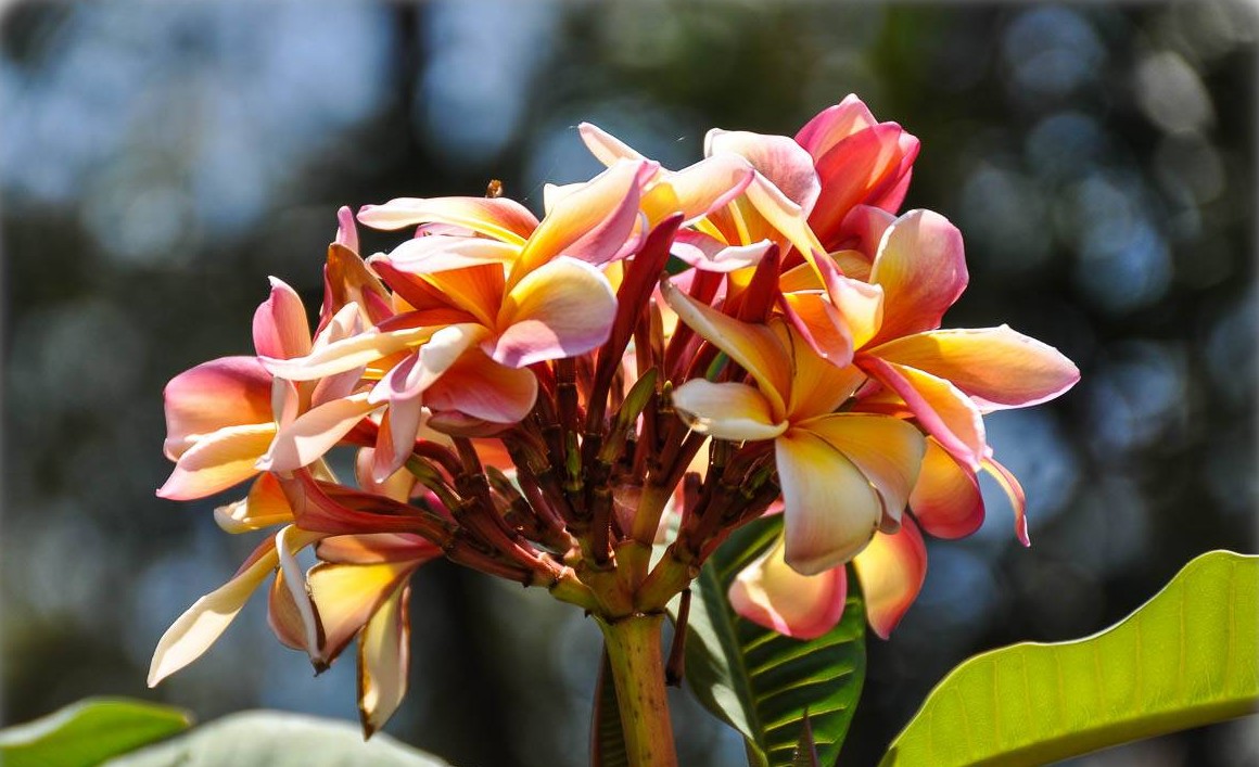 Frangipani Fruit Salad (Plumeria rubra)