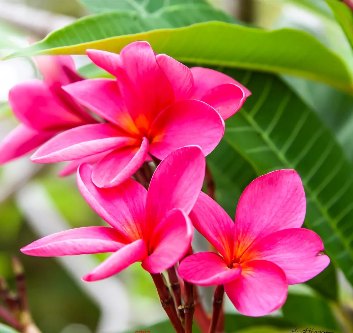 Frangipani Hot Pink (Plumeria rubra)