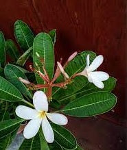 Frangipani Petite Pink (Plumeria obtusa)