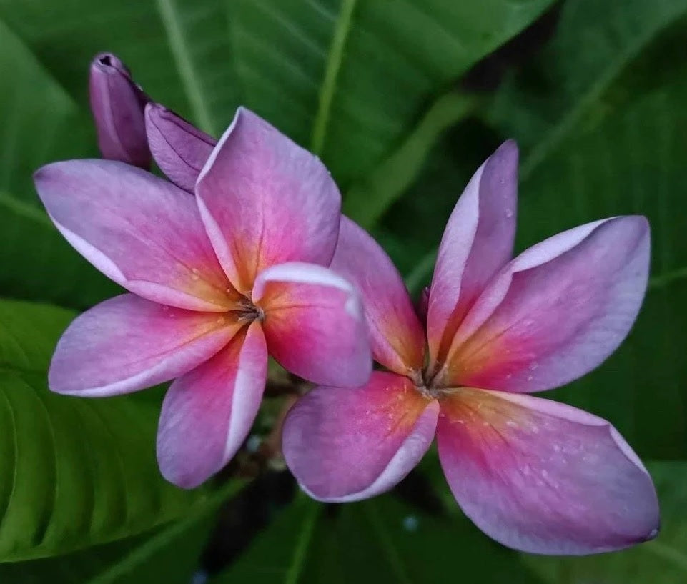 Frangipani Pink (Plumeria acuta)