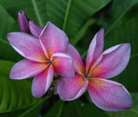 Frangipani Pink (Plumeria acuta)