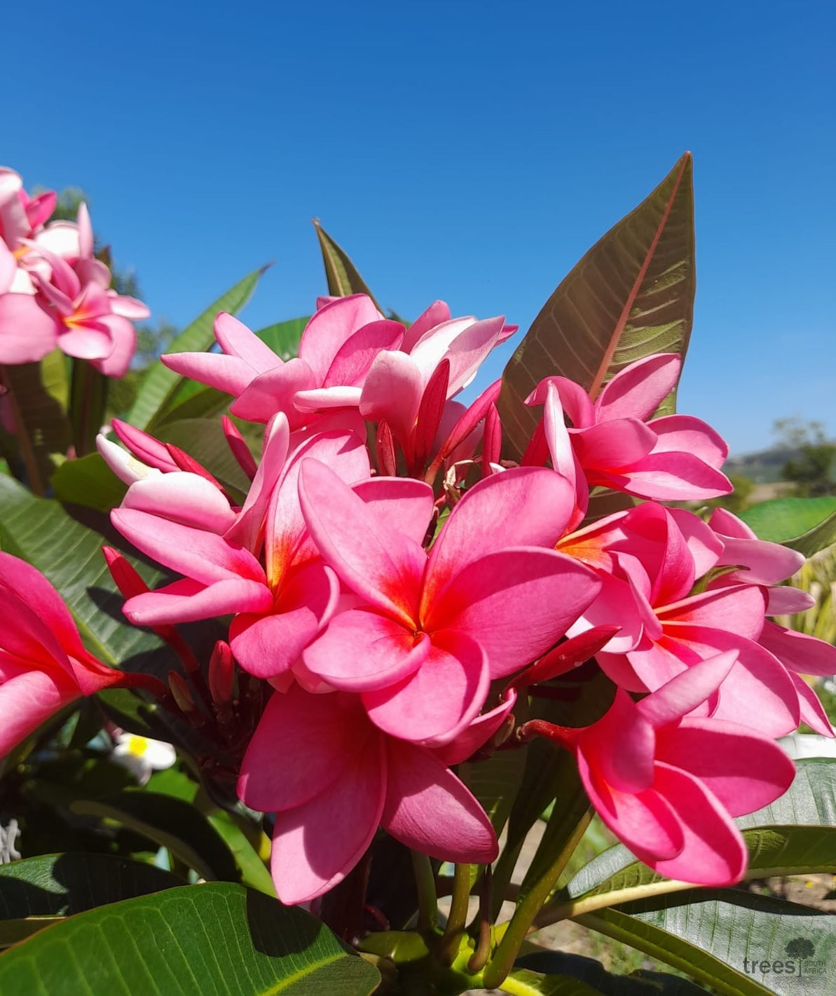 Frangipani Pink (Plumeria rubra)