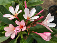 Frangipani Pink Evergreen (Plumeria pudica)