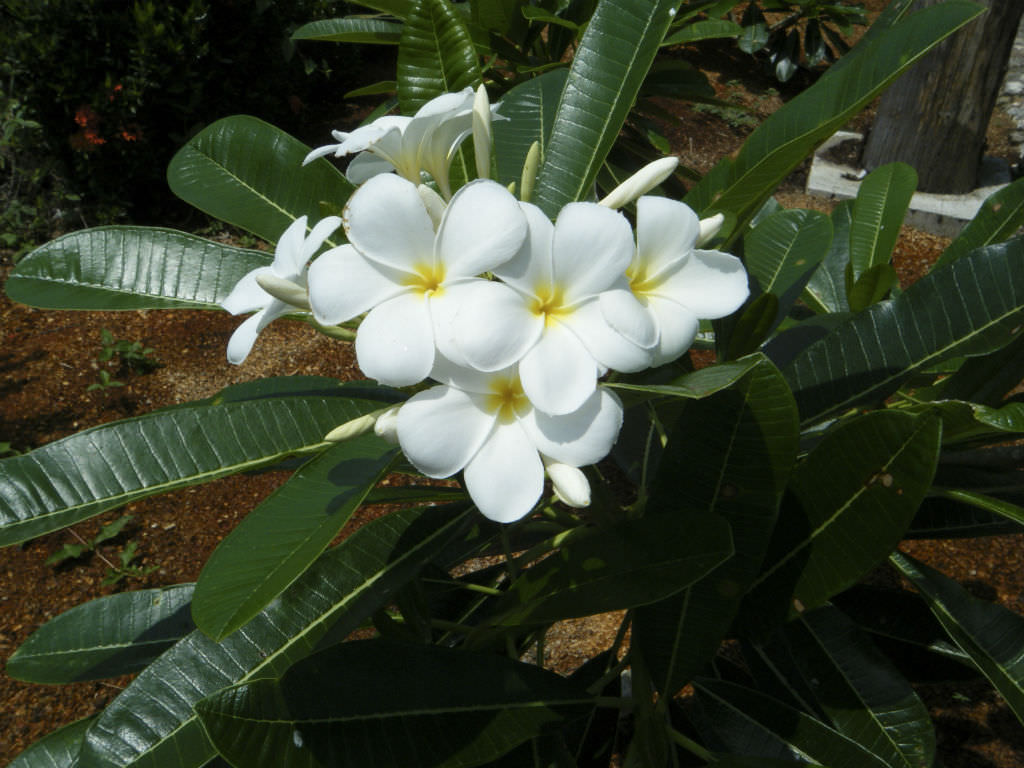 Frangipani White (Plumeria rubra)