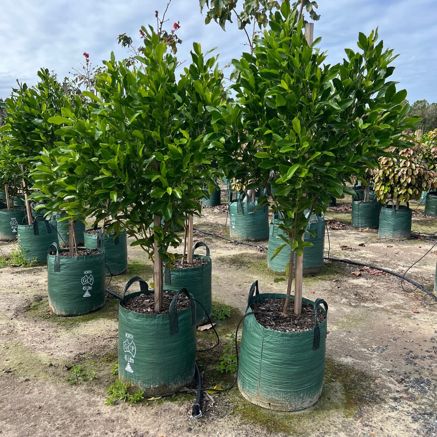 Fraser Island Apple (Acronychia imperforata)
