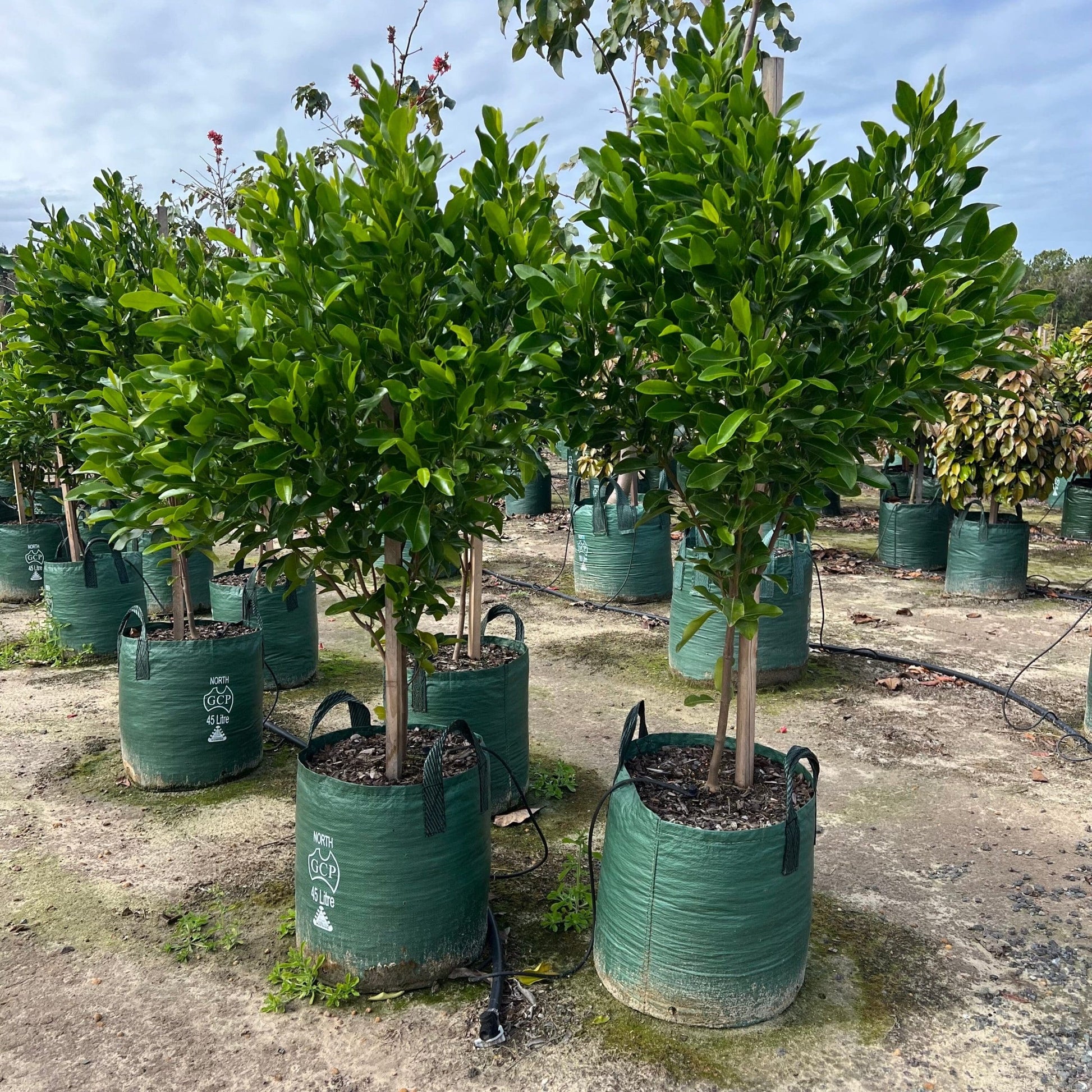 Fraser Island Apple (Acronychia imperforata)