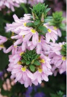 Fan Flower Fairy Pink (Scaevola aemula) - Ladybird Nursery