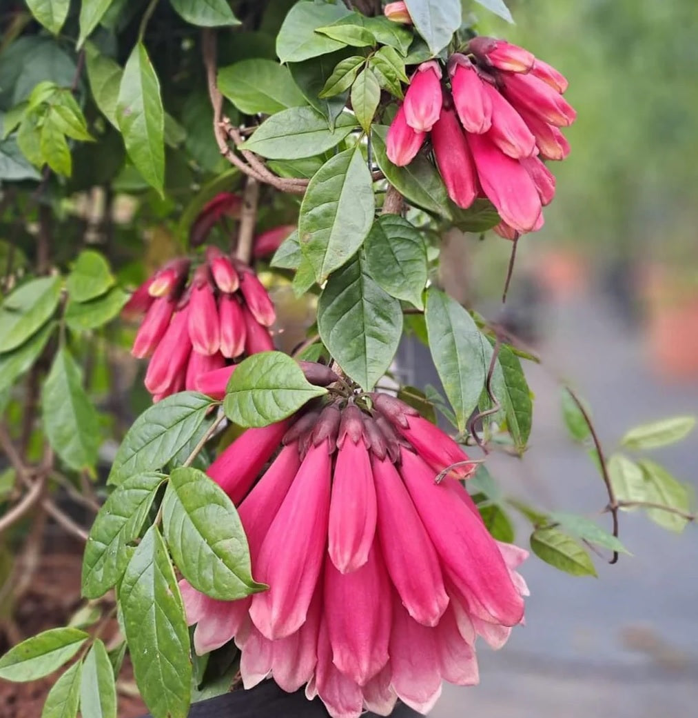 Fraser Island Creeper (Tecomanthe hillii)