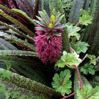 Freckles Pineapple Lily (Eucomis vandermerwei)