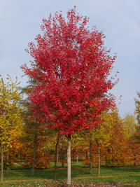 Maple Autumn Blaze (Acer)