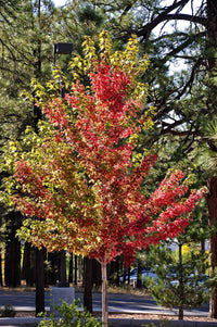 Freeman Maple Jeffersred (Acer freemanii) - Ladybird Nursery