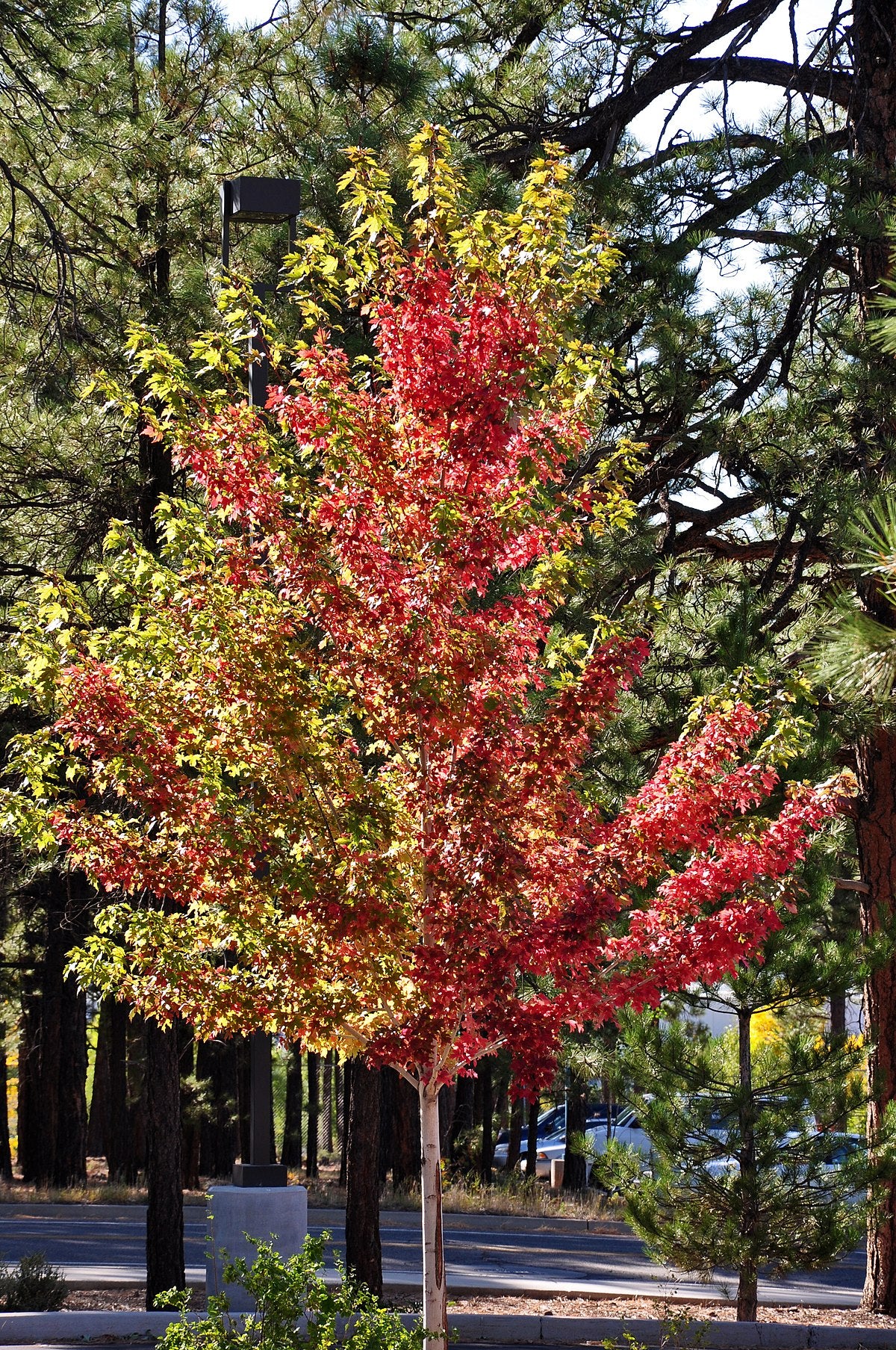 Freeman Maple Jeffersred (Acer freemanii) - Ladybird Nursery