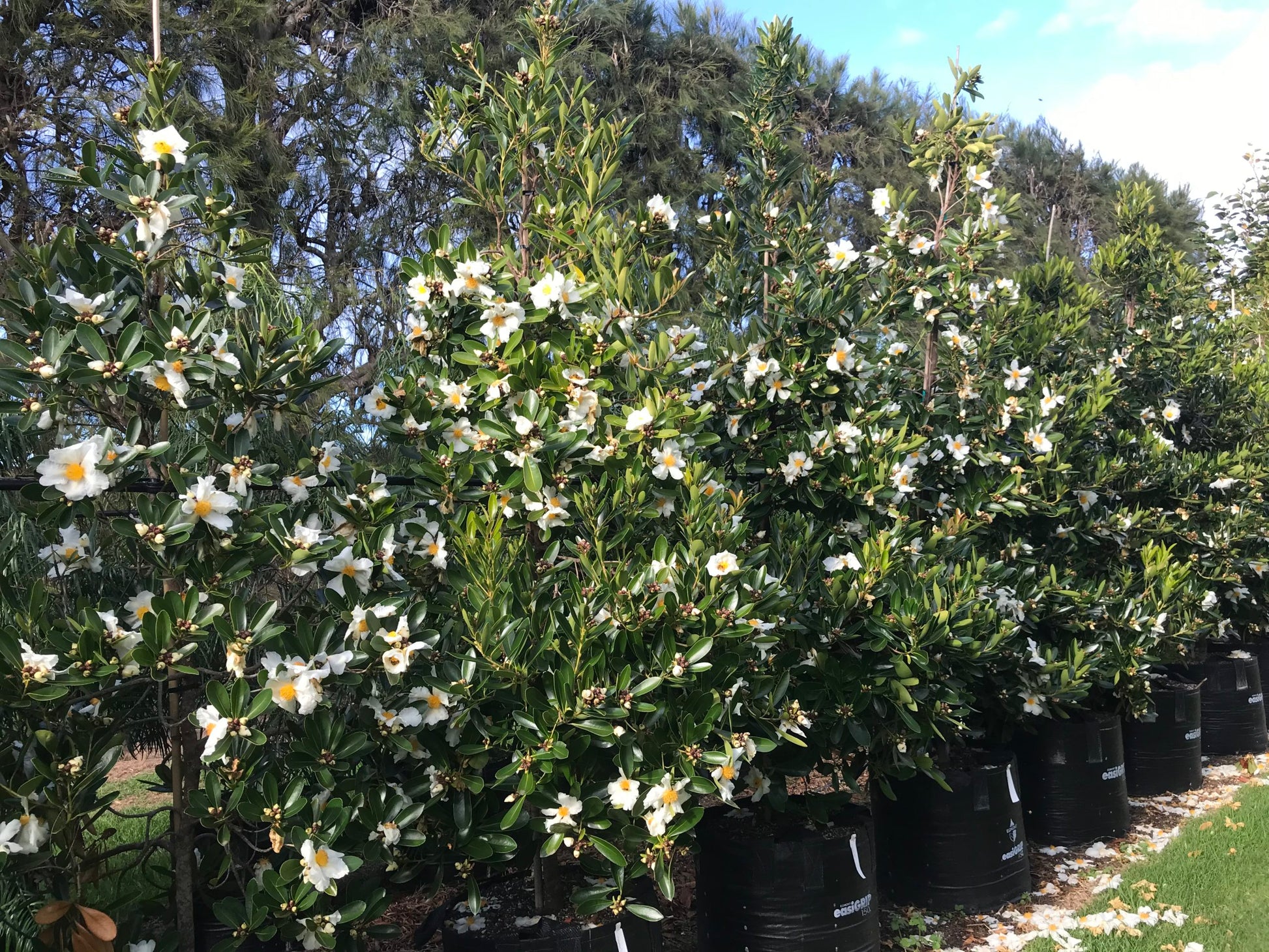 Fried Egg Plant (Gordonia axillaris)
