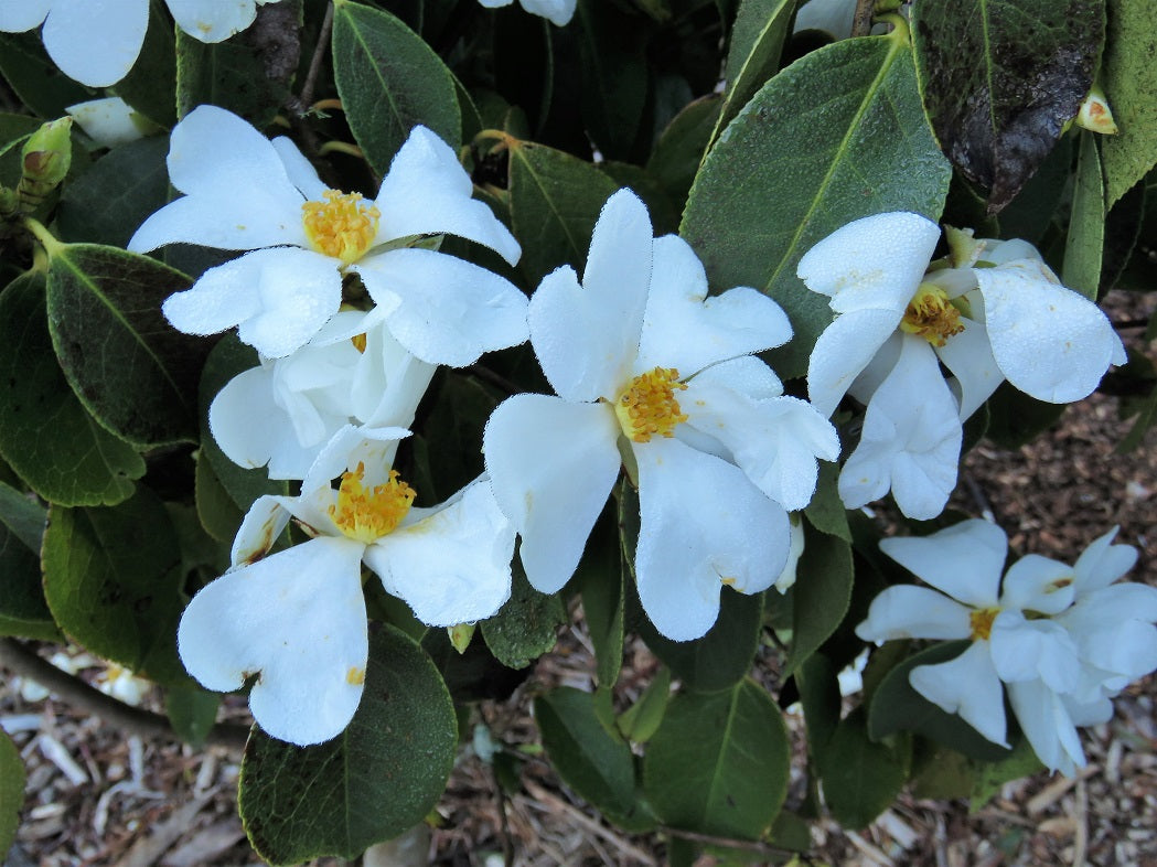 Fried Egg Plant Silkscreen (Gordonia yunnanensis)