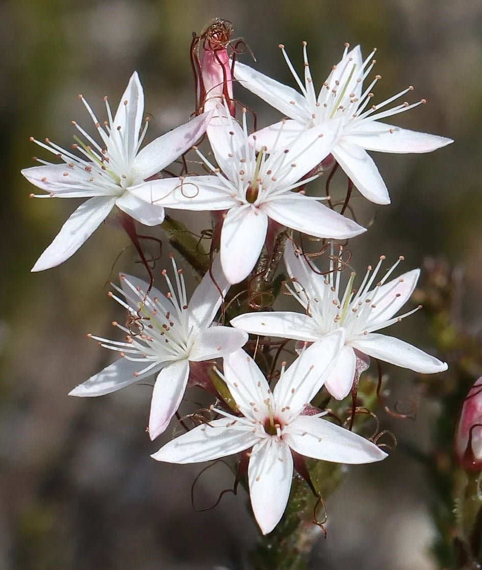 Fringe Myrtle White (Calytrix tetragona) - Ladybird Nursery