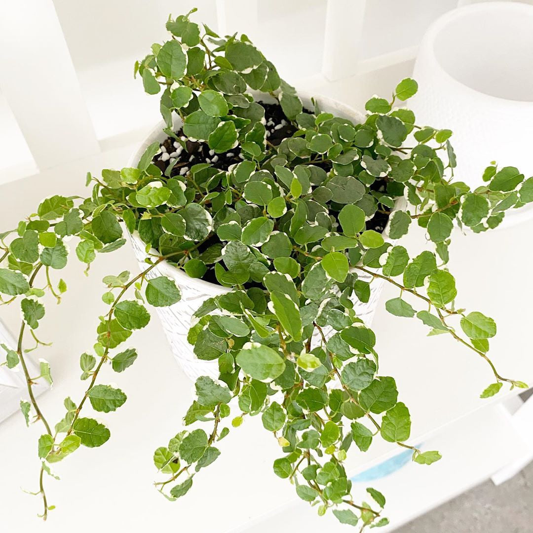 Frosty Creeping Fig (Ficus pumila)