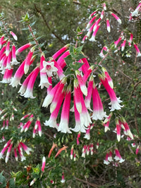 Fuchsia Heath (Epacris longiflora)