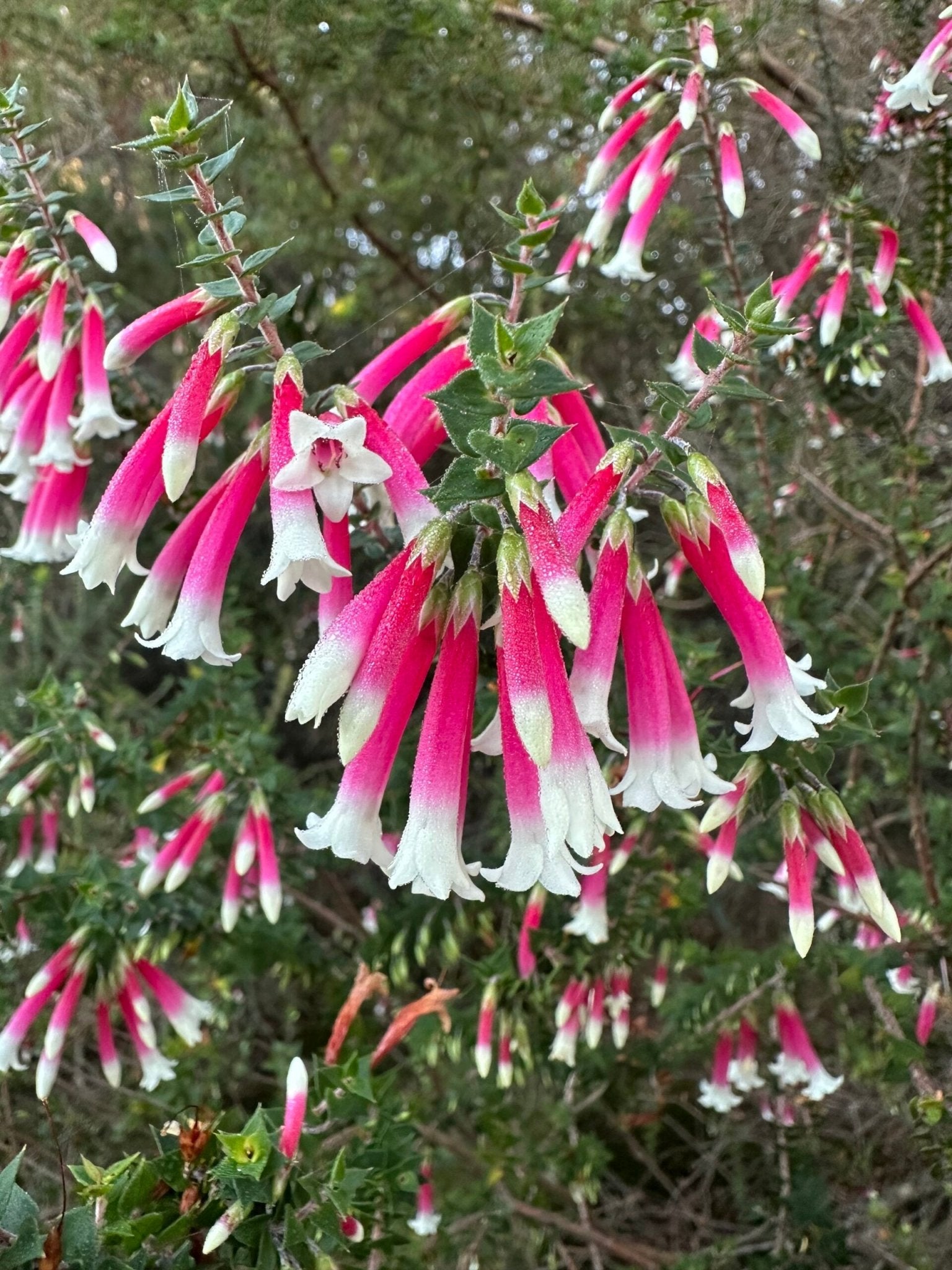 Fuchsia Heath (Epacris longiflora) - Ladybird Nursery