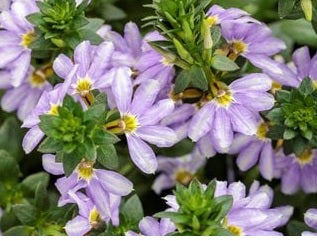 Fan Flower Fantasy Purple (Scaevola)