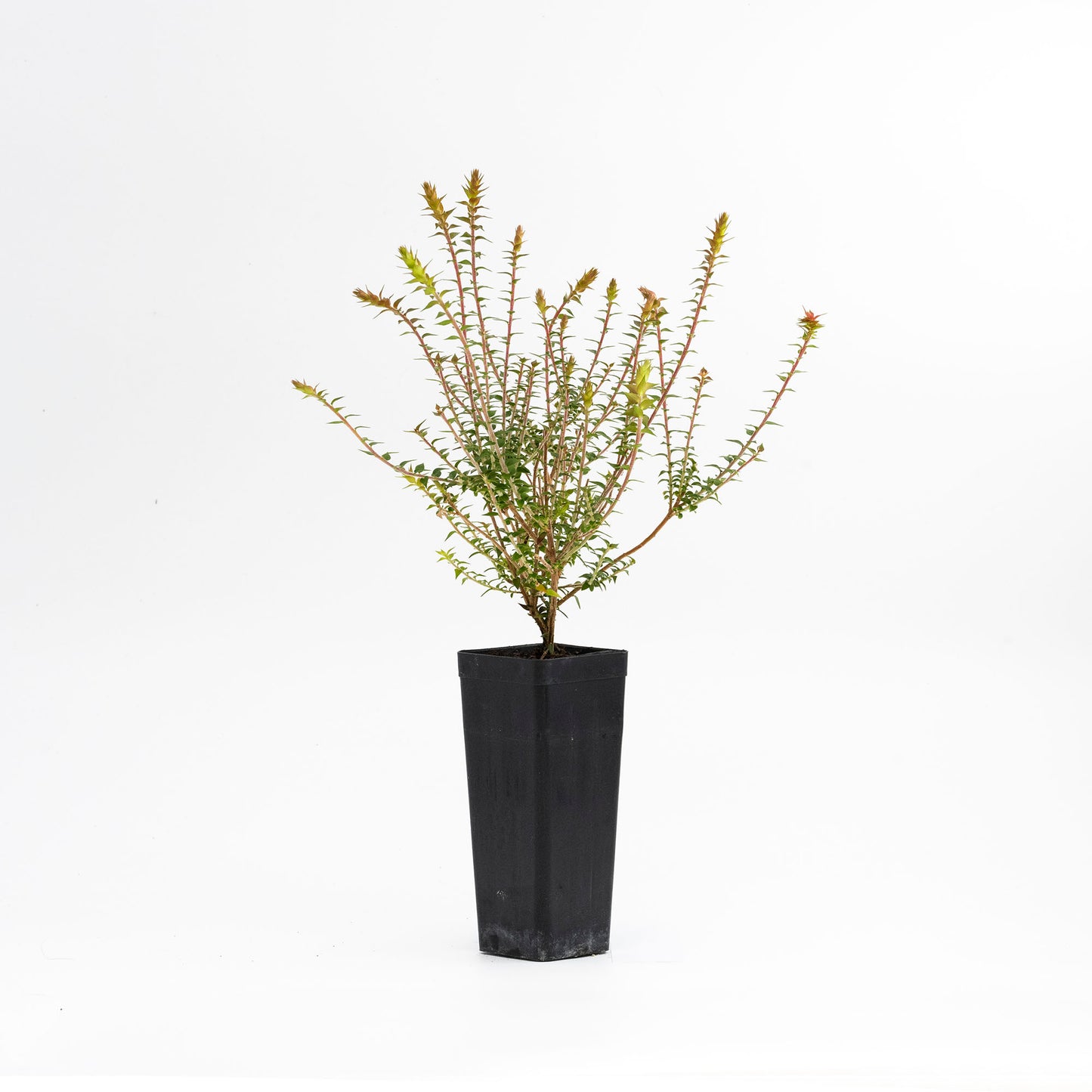 Fuchsia Heath Pipes (Epacris Pan)