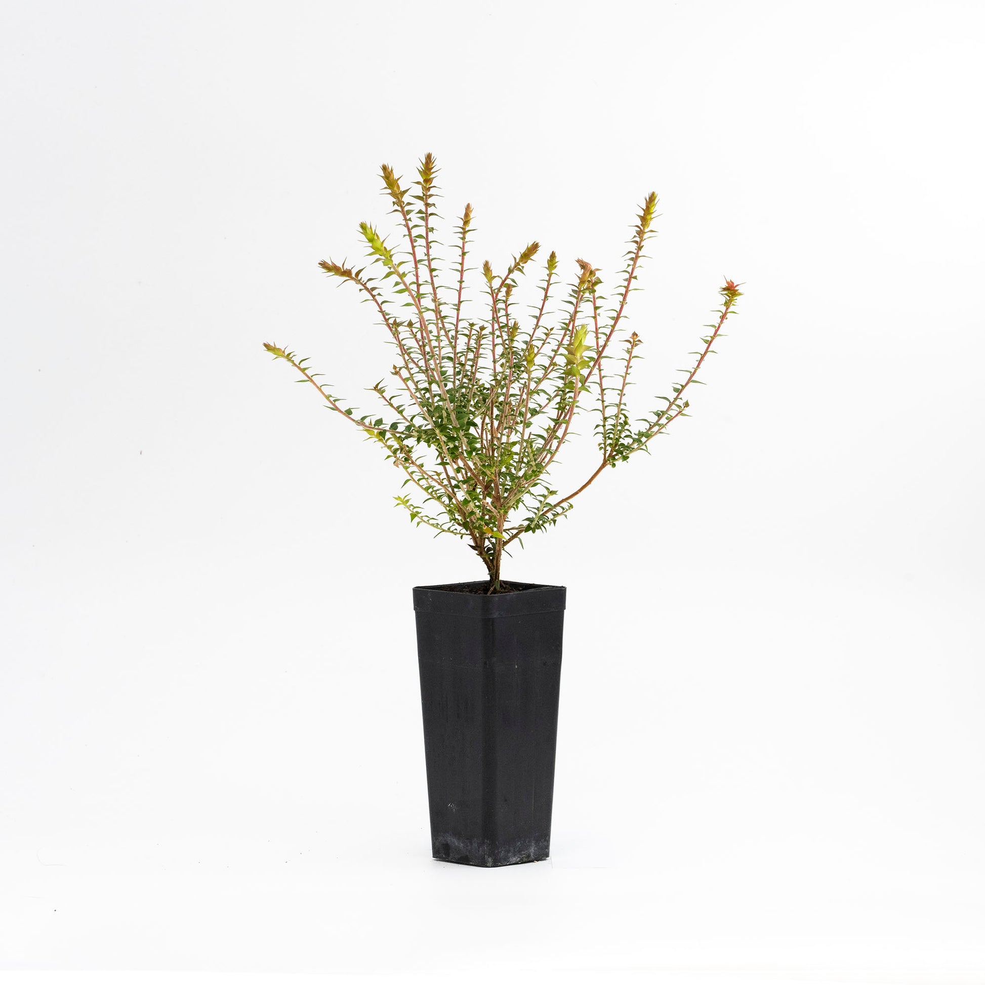 Fuchsia Heath Pipes (Epacris Pan)