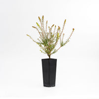 Fuchsia Heath Pipes (Epacris Pan)