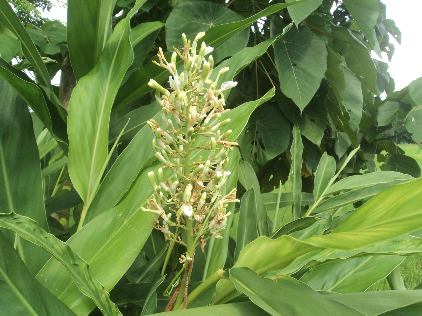 Galangal / Thai Ginger (Alpinia galanga)