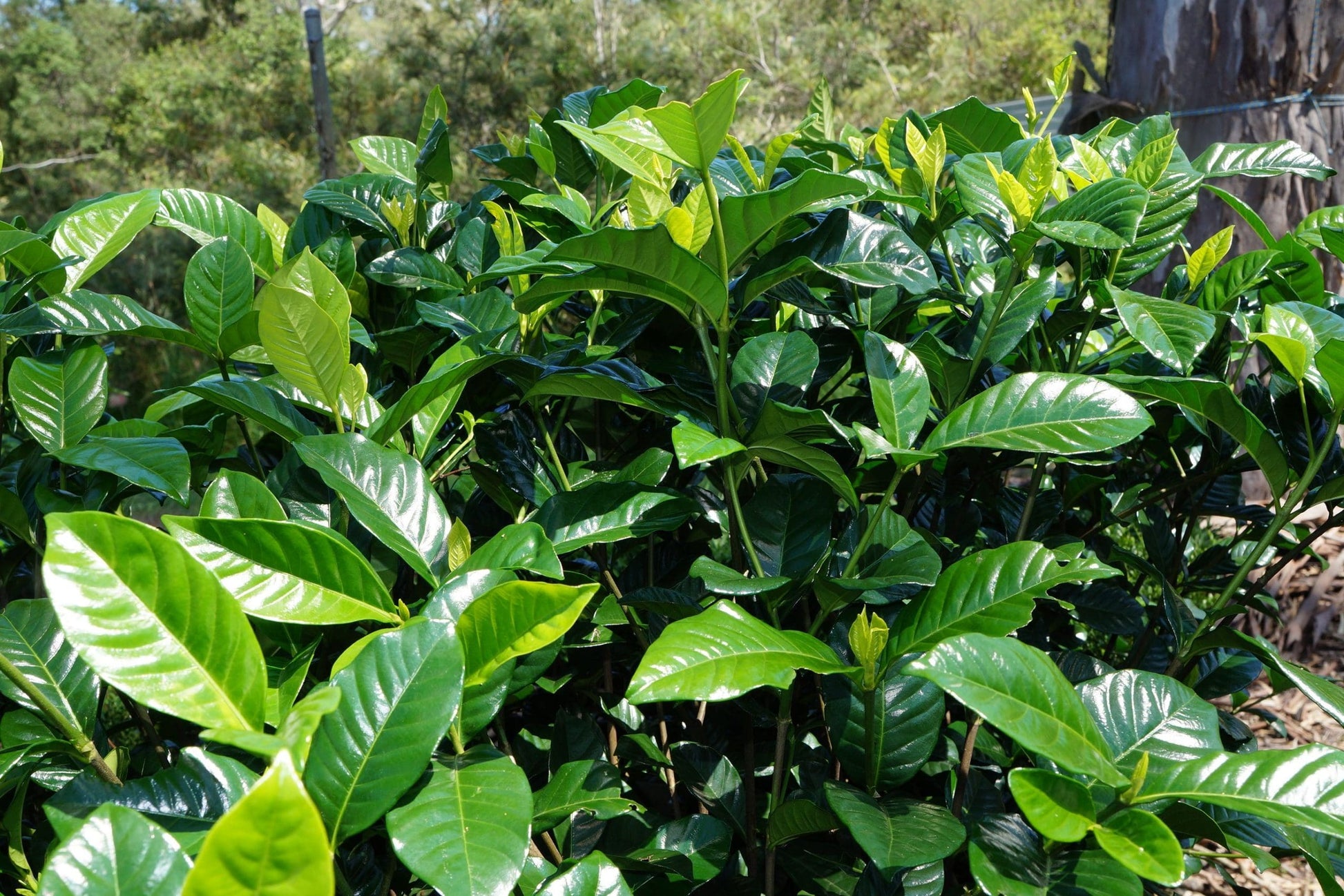 Gardenia 'Aimee Yoshiba' (Gardenia augusta)