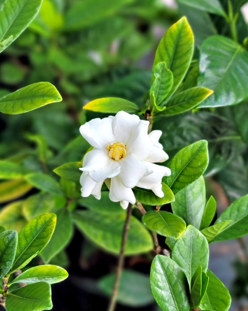Gardenia Buttons (Gardenia jasminoides)